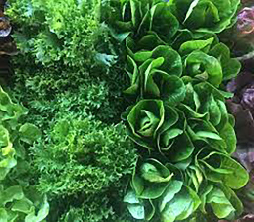 HERBS & SALADS