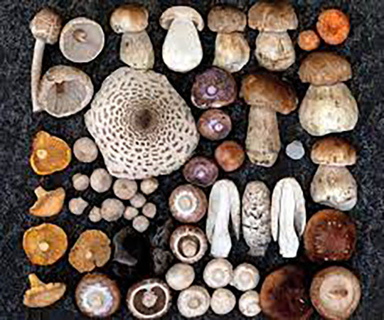MUSHROOMS